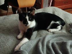 Lost Male Cat last seen Admiral & Garnett, Tulsa, OK 74116