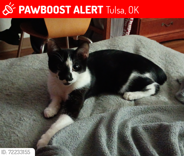 Lost Male Cat last seen Admiral & Garnett, Tulsa, OK 74116