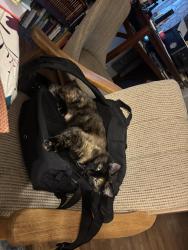 Lost Female Cat last seen Near & holdrege , Lincoln, NE 68505
