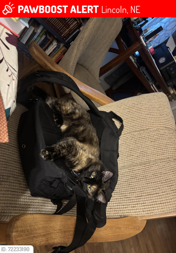 Lost Female Cat last seen Near & holdrege , Lincoln, NE 68505
