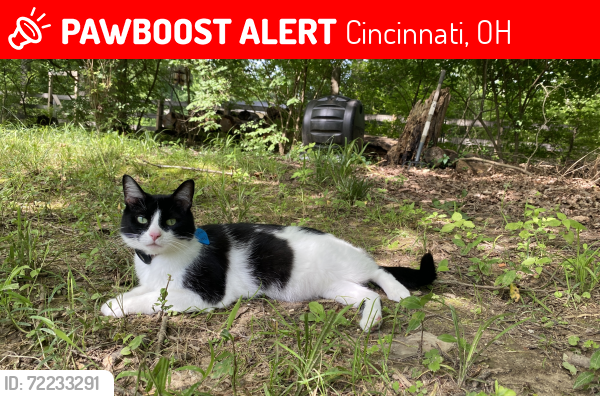 Lost Female Cat last seen Salem Rd, Cincinnati, OH 45230