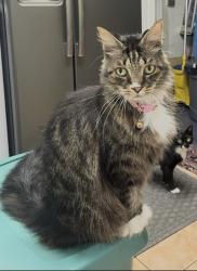 Lost Female Cat last seen Atlantic blvd and NW 66th Ave, Margate, FL 33063