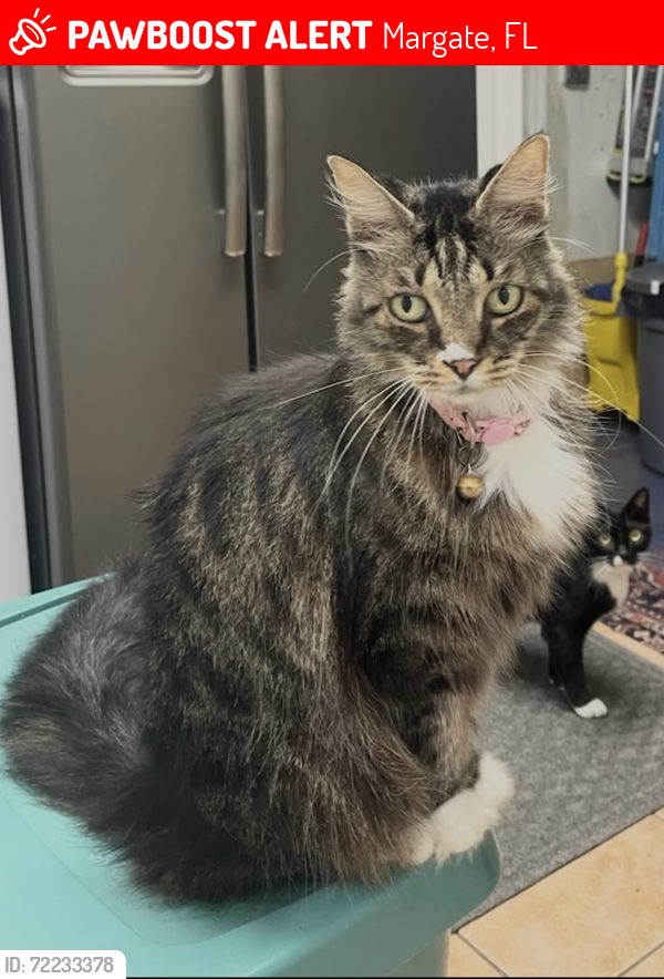 Lost Female Cat last seen Atlantic blvd and NW 66th Ave, Margate, FL 33063