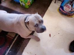 Lost Male Dog last seen IRVINGTON & COUNTRY CLUB RD, Tucson, AZ 85714