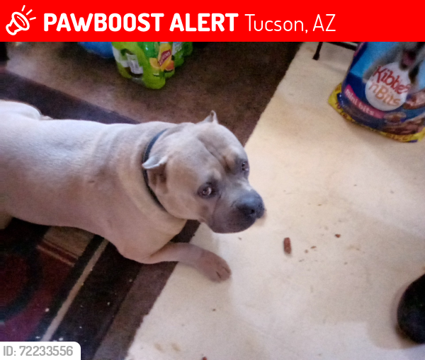 Lost Male Dog last seen IRVINGTON & COUNTRY CLUB RD, Tucson, AZ 85714