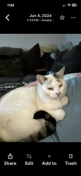 Lost Female Cat last seen Roadway Inn, Evans, CO 80620