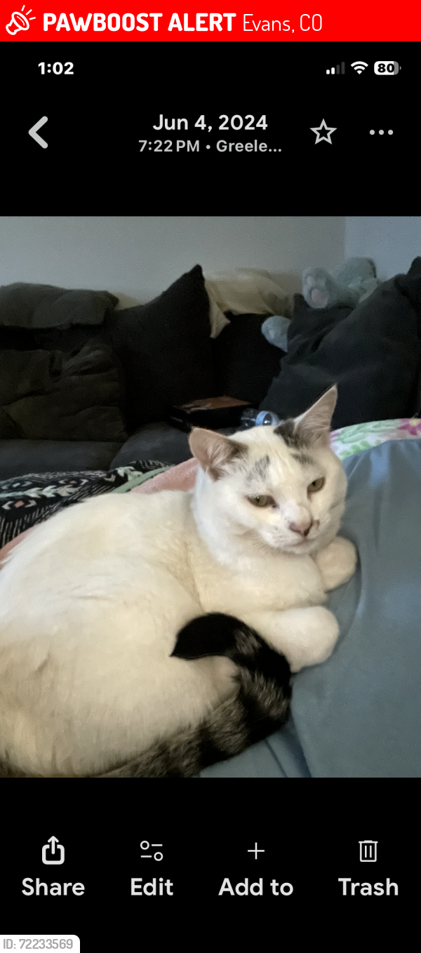 Lost Female Cat last seen Roadway Inn, Evans, CO 80620