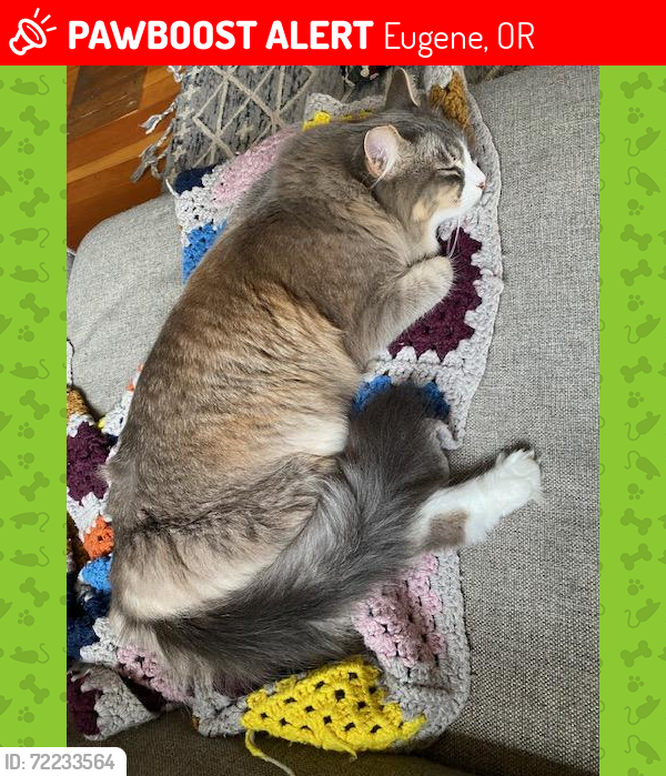 Lost Female Cat last seen Between 13th and 14th and Olive, Eugene, OR 97401