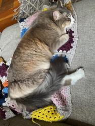Lost Female Cat last seen Between 13th and 14th and Olive, Eugene, OR 97401