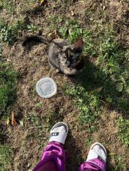 Found/Stray Female Cat last seen Facer St & Sherbourne St, St Catharines, St. Catharines, ON L2M