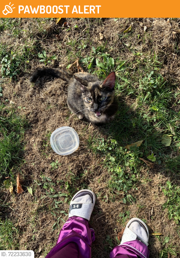 Found/Stray Female Cat last seen Facer St & Sherbourne St, St Catharines, St. Catharines, ON L2M