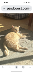 Lost Male Cat last seen Near Linda Drive, Toledo, OH 43612