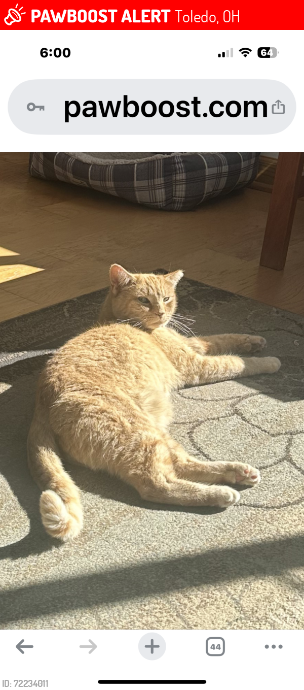 Lost Male Cat last seen Near Linda Drive, Toledo, OH 43612