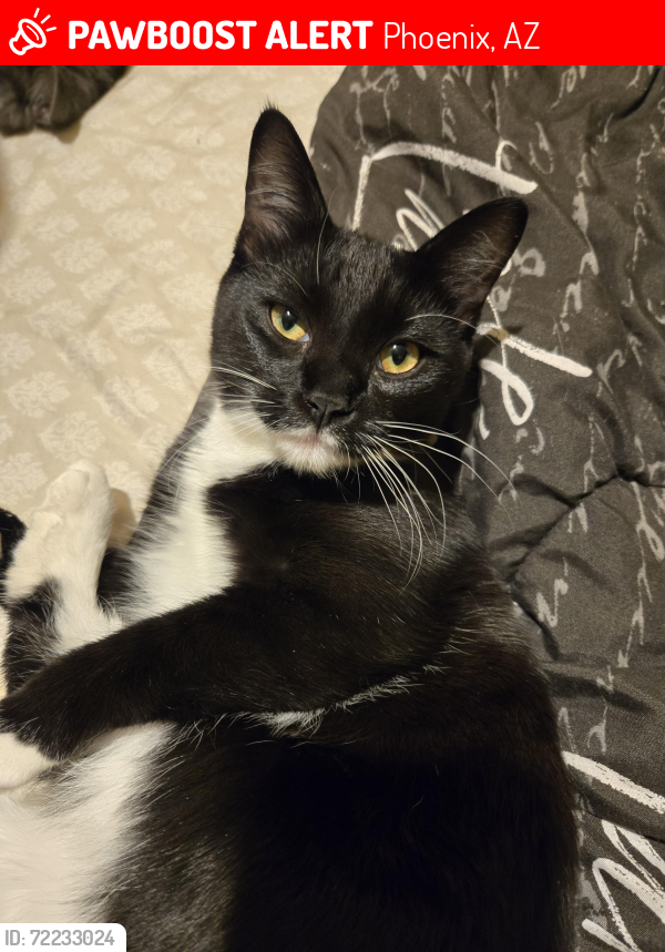 Lost Female Cat last seen hatcher rd and w dunlap, Phoenix, AZ 85021