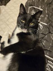 Lost Female Cat last seen hatcher rd and w dunlap, Phoenix, AZ 85021