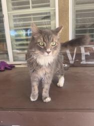 Lost Male Cat last seen Wyandotte St. in Crowne Hill Community, Temecula, CA 92592