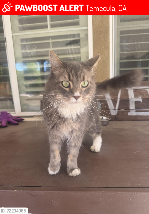 Lost Male Cat last seen Wyandotte St. in Crowne Hill Community, Temecula, CA 92592