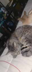 Lost Male Cat last seen Oak hill st. And Haynes st. Piedmont, Piedmont, SC 29673