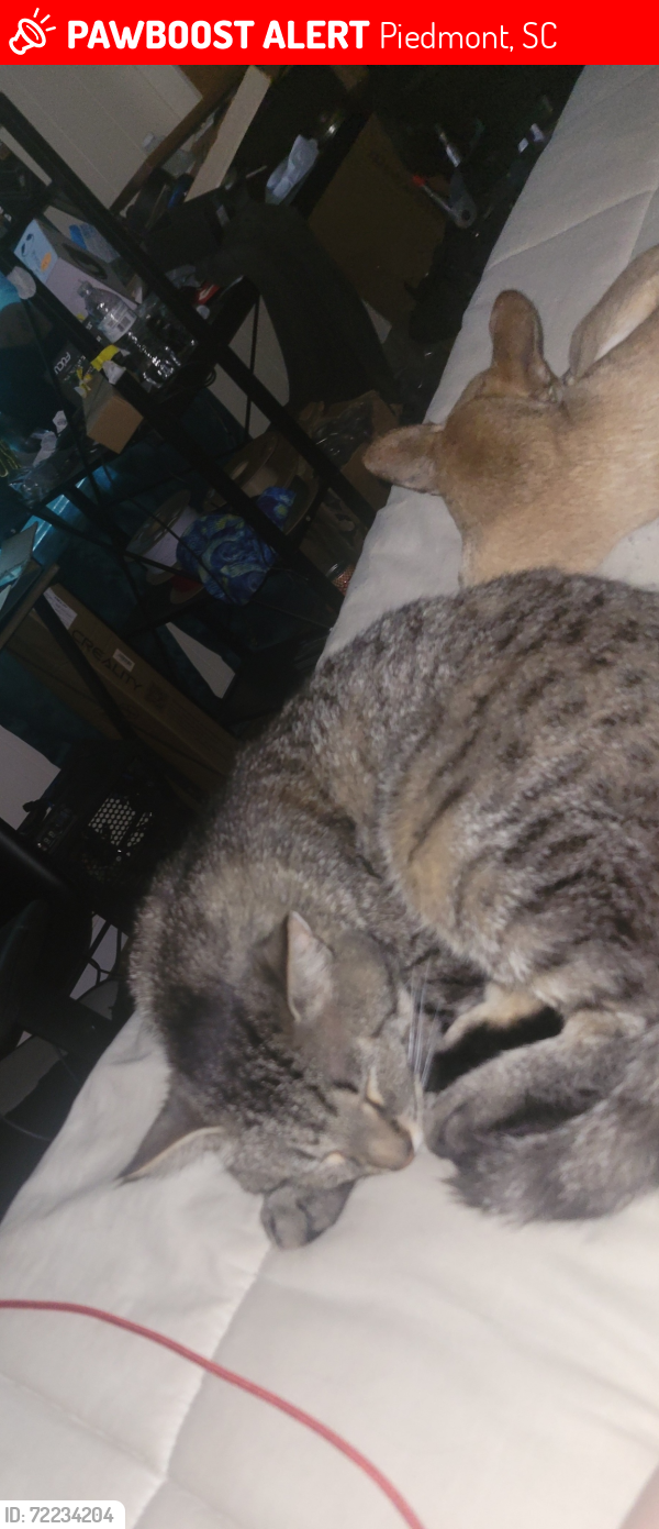 Lost Male Cat last seen Oak hill st. And Haynes st. Piedmont, Piedmont, SC 29673