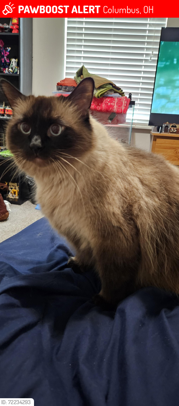 Lost Male Cat last seen Binghampton ave, Columbus, OH 43235