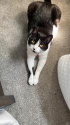 Lost Male Cat last seen Wyoming springs and Park Valley , Round Rock, TX 78681