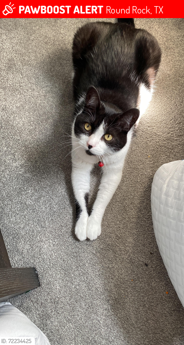 Lost Male Cat last seen Wyoming springs and Park Valley , Round Rock, TX 78681