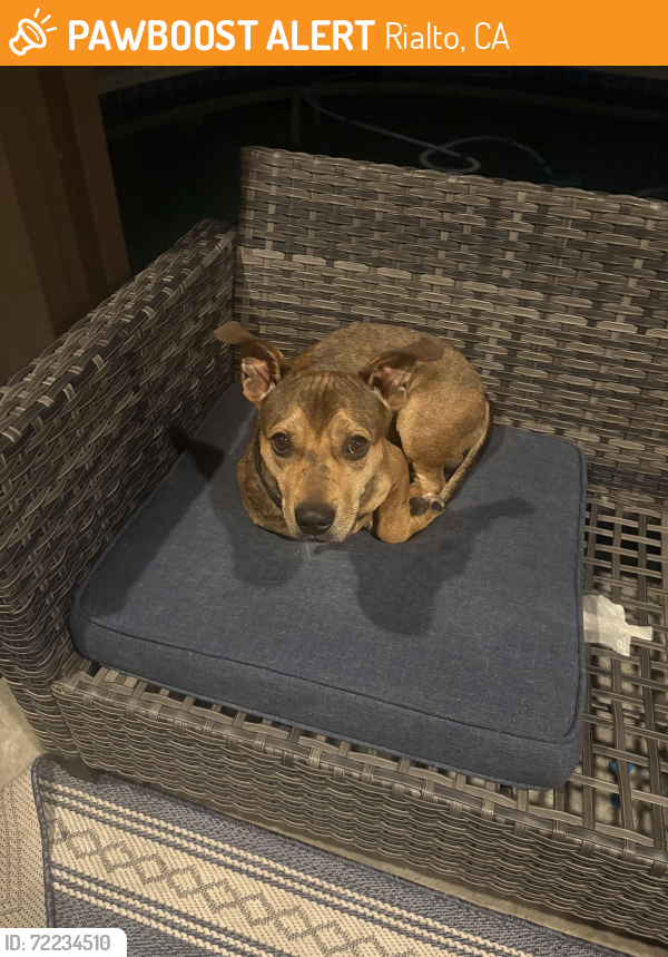 Rialto, CA Stray Male Dog Found Near Riverside | PawBoost