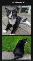 Lost Male Cat last seen SW 33rd St, between Park Ave and Wolcott , Des Moines, IA 50321