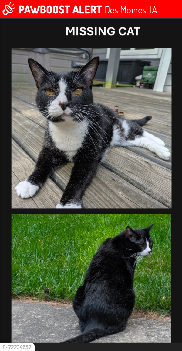 Lost Male Cat last seen SW 33rd St, between Park Ave and Wolcott , Des Moines, IA 50321