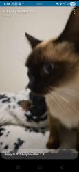 Reunited Female Cat last seen Indiana st and w 4th ave, Golden, CO 80401