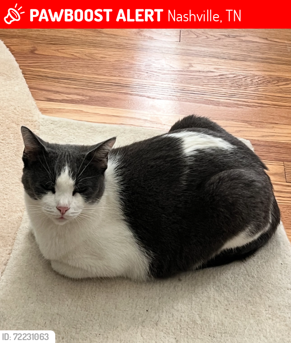 Lost Female Cat last seen River Drive & Doak Ave , Nashville, TN 37218