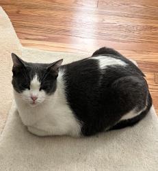 Lost Female Cat last seen River Drive & Doak Ave , Nashville, TN 37218