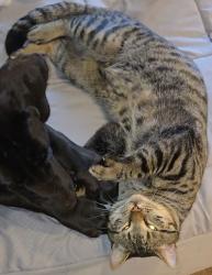 Lost Male Cat last seen Schuman and englar , Sebastian, FL 32958