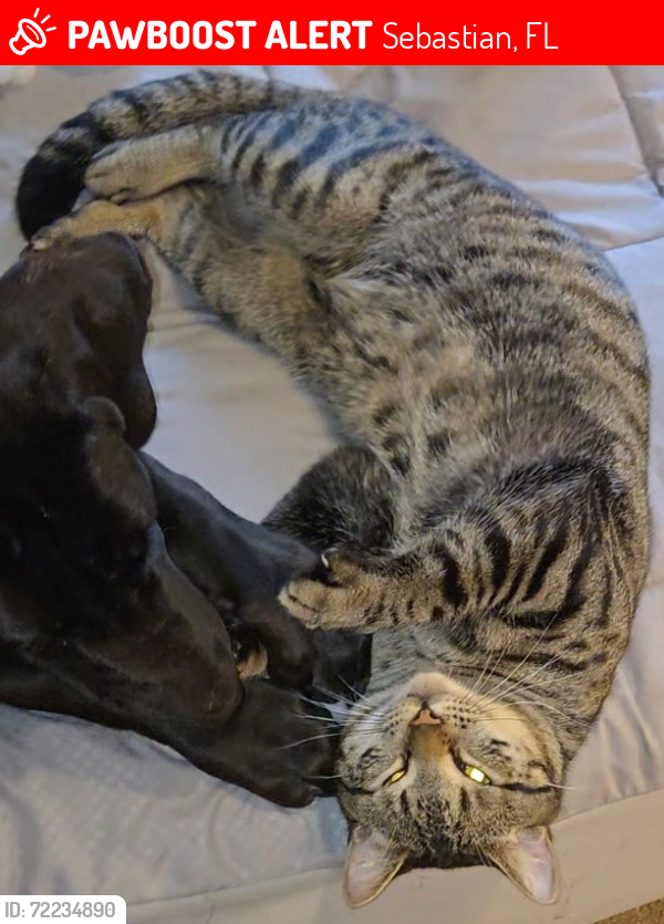 Lost Male Cat last seen Schuman and englar , Sebastian, FL 32958
