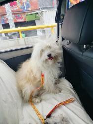 Lost Male Dog last seen  Colonia La las calles transversales y puntos de referencia son:  Calles transversales: Norte 2, Norte 3, Norte 4.  Avenida Pantitlán, Escuela Ignacion Manuel Altamirano , y el Mercado La Perla., Ciudad Nezahualcóyotl, Méx. 57830