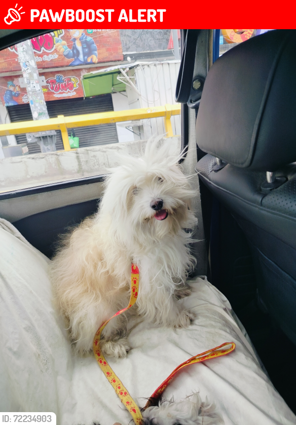 Lost Male Dog last seen  Colonia La las calles transversales y puntos de referencia son:  Calles transversales: Norte 2, Norte 3, Norte 4.  Avenida Pantitlán, Escuela Ignacion Manuel Altamirano , y el Mercado La Perla., Ciudad Nezahualcóyotl, Méx. 57830