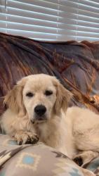 Lost Male Dog last seen Washburn Rd and Washburn Switch Rd, Shelby, NC 28150