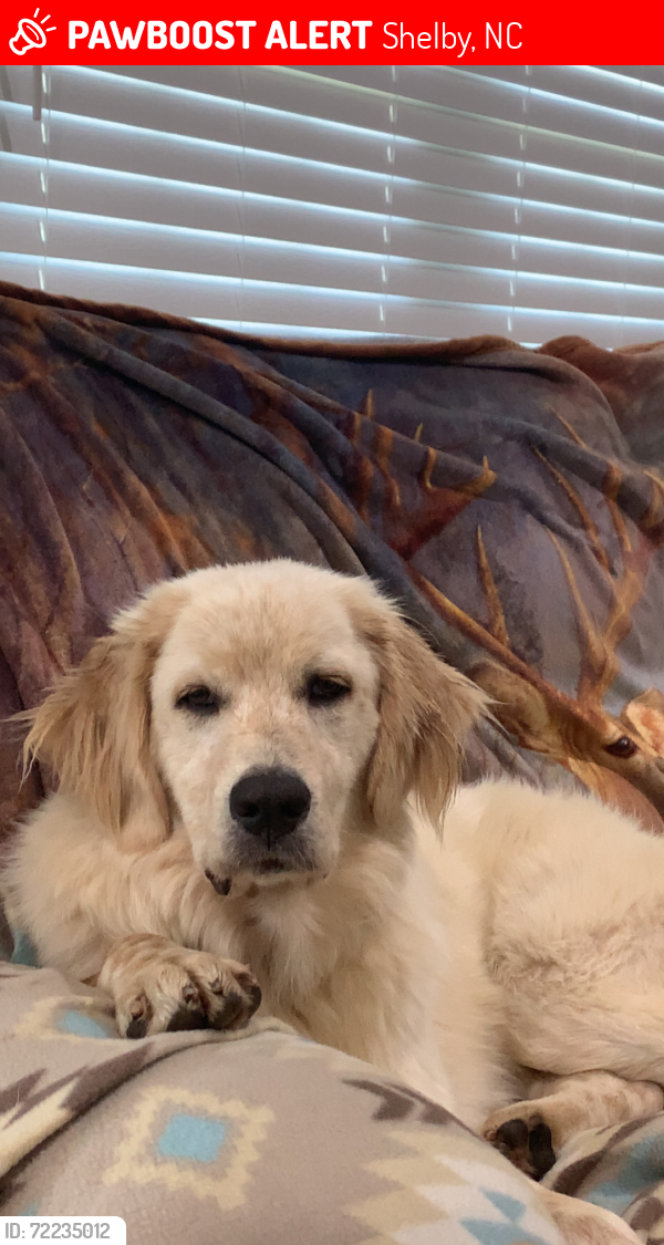 Lost Male Dog last seen Washburn Rd and Washburn Switch Rd, Shelby, NC 28150