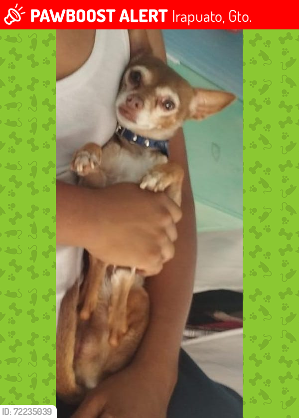 Lost Male Dog last seen Octavio paz , Irapuato, Gto. 36515