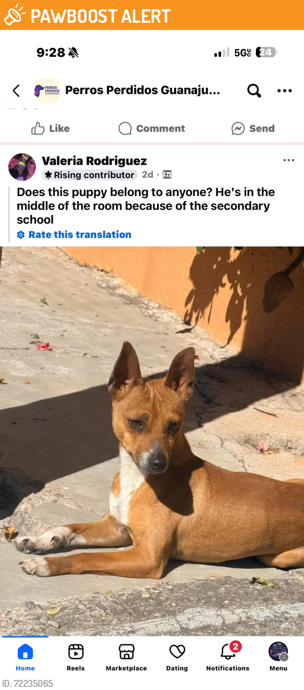 Found/Stray Male Dog last seen Las palmas , San Juan de Razos, Gto. 36782