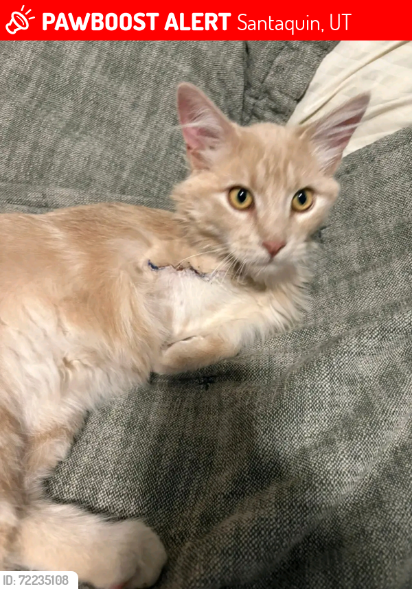 Lost Male Cat last seen Foothill village s, Santaquin, UT 84655