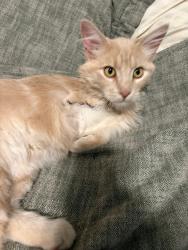 Lost Male Cat last seen Foothill village s, Santaquin, UT 84655