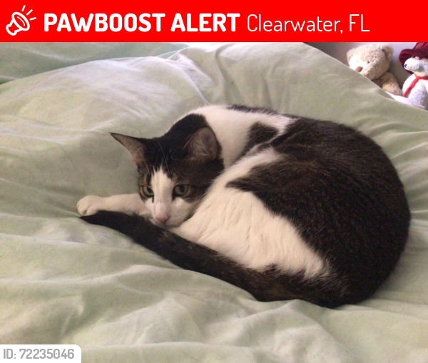 Lost Male Cat last seen LaPlaza Mobile  Park, 6700 150th Avenue N., Clearwater, FL 33764