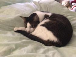 Lost Male Cat last seen LaPlaza Mobile  Park, 6700 150th Avenue N., Clearwater, FL 33764