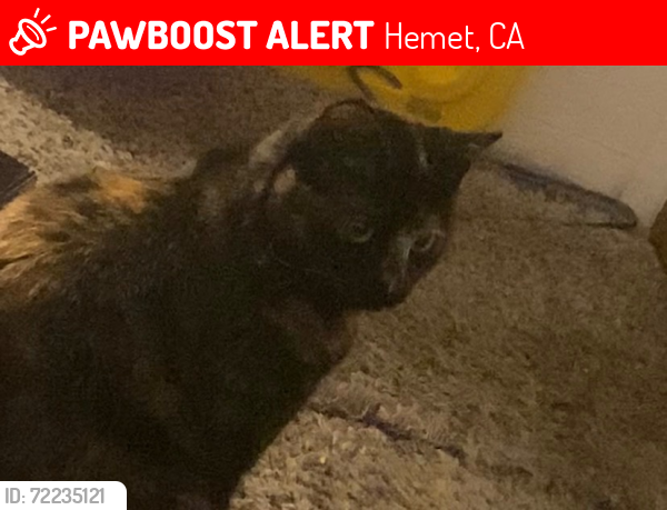 Lost Female Cat last seen Sanderson and Devonshire, Hemet, CA 92545
