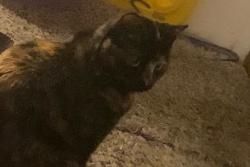 Lost Female Cat last seen Sanderson and Devonshire, Hemet, CA 92545