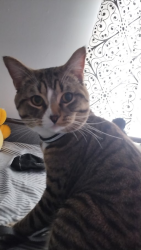 Lost Male Cat last seen Delta, BC V4K 3N3, Delta, BC V4K 3N3