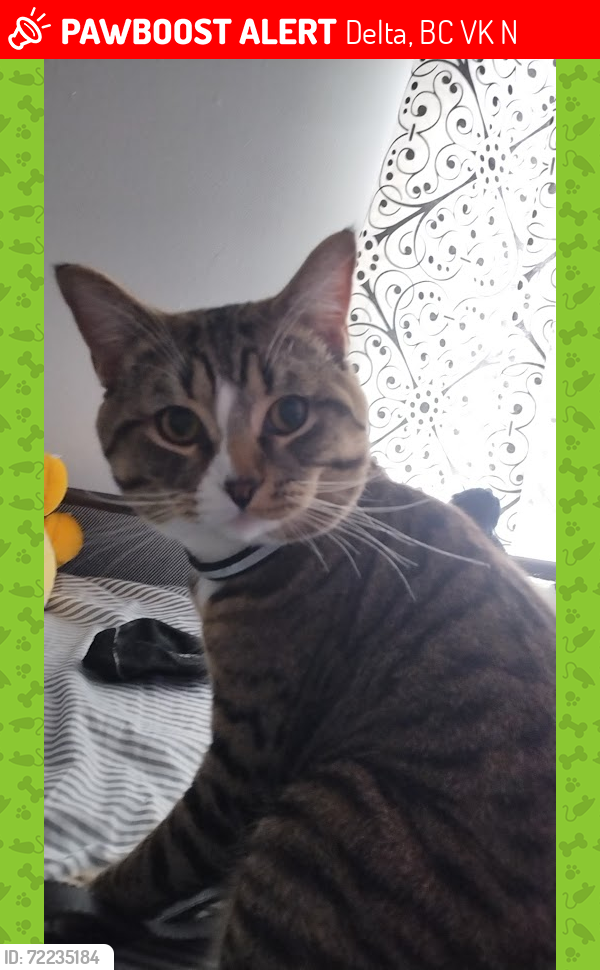 Lost Male Cat last seen Delta, BC V4K 3N3, Delta, BC V4K 3N3
