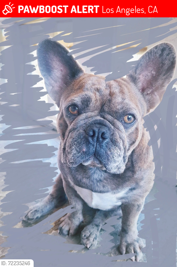 Lost Female Dog last seen Winter st , Los Angeles, CA 90063