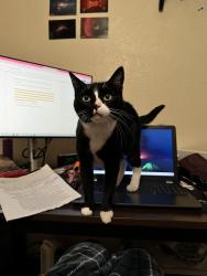 Lost Female Cat last seen Gallatin ln, Fort Worth, TX 76177